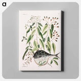 アートパネル-Globe Fish
 - マーク ケイツビー Canvas.