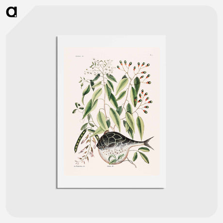 アートポストカード-Globe Fish
 - マーク ケイツビー Postcard.