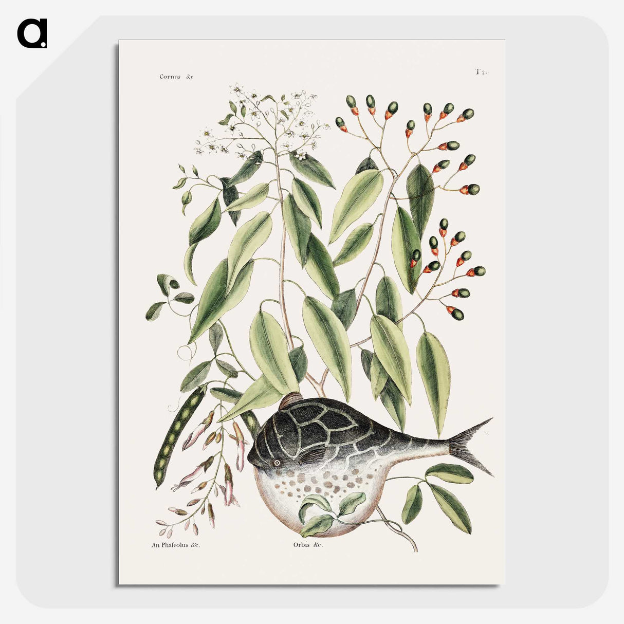 1-70_Mark-Catesby_picture-crop