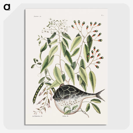 1-70_Mark-Catesby_picture-crop