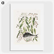 1-70_Mark-Catesby_picture