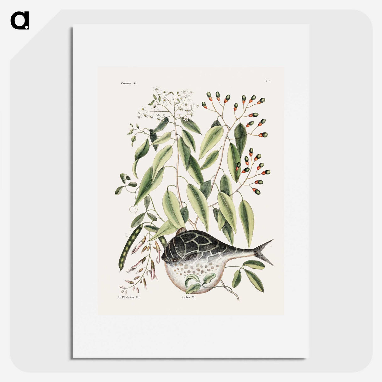 1-70_Mark-Catesby_picture