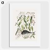 1-70_Mark-Catesby_picture