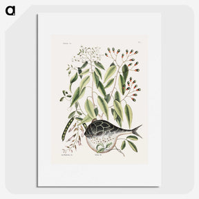 1-70_Mark-Catesby_picture