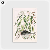アートポストカード-Globe Fish
 - マーク ケイツビー Postcard.