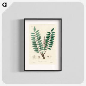 アートポスター-Boswellia serrata
 - 薬用植物学 Poster.