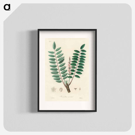 アートポスター-Boswellia serrata
 - 薬用植物学 Poster.