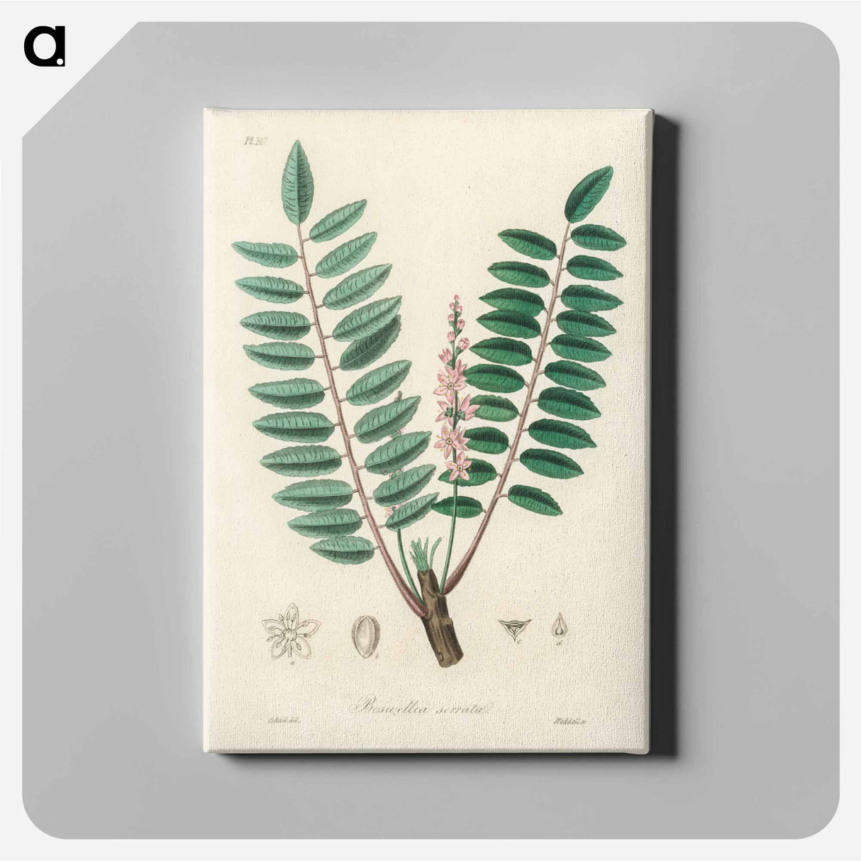 アートパネル-Boswellia serrata
 - 薬用植物学 Canvas.