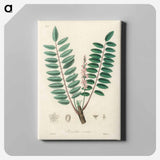 アートパネル-Boswellia serrata
 - 薬用植物学 Canvas.