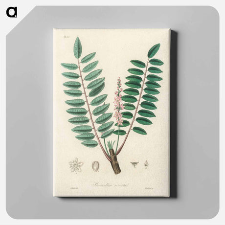 アートパネル-Boswellia serrata
 - 薬用植物学 Canvas.