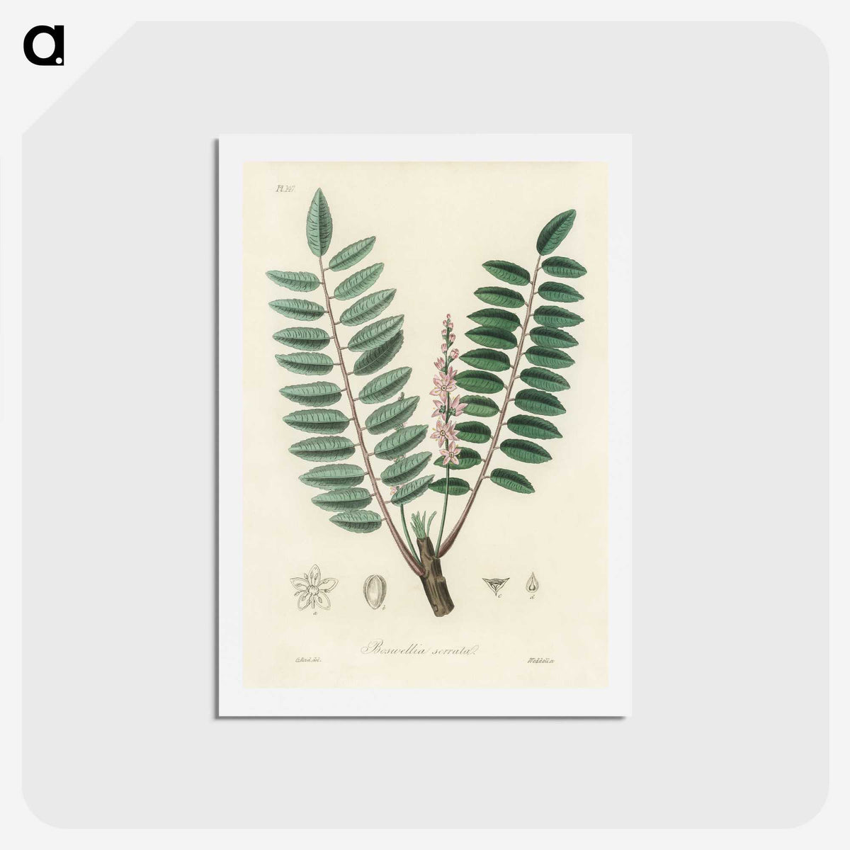 1-70_Medical-Botany_hagaki