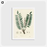 1-70_Medical-Botany_hagaki