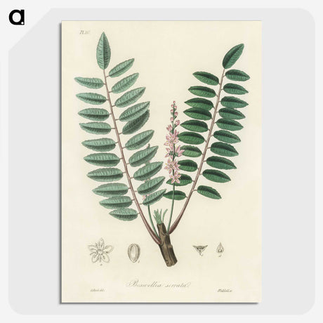 1-70_Medical-Botany_picture-crop
