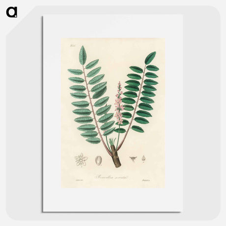 アートポスター-Boswellia serrata
 - 薬用植物学 Poster.