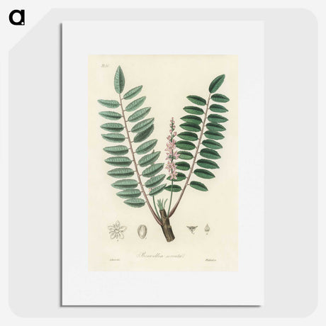 1-70_Medical-Botany_picture