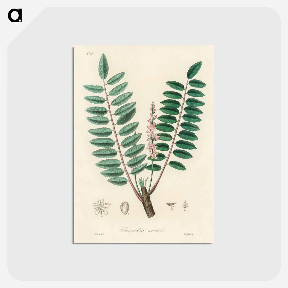 アートポストカード-Boswellia serrata
 - 薬用植物学 Postcard.