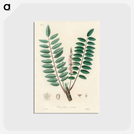 アートポストカード-Boswellia serrata
 - 薬用植物学 Postcard.