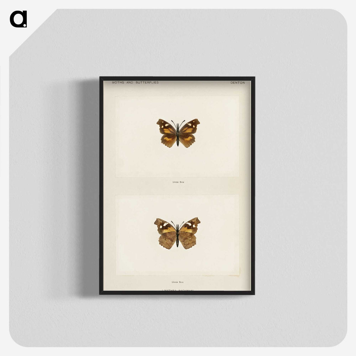 1-70_Moths-and-Butterflies-of-the-United-States_blk-crop