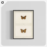1-70_Moths-and-Butterflies-of-the-United-States_blk-crop