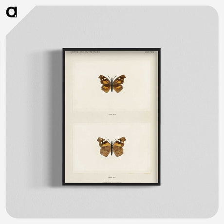 1-70_Moths-and-Butterflies-of-the-United-States_blk-crop