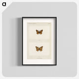 1-70_Moths-and-Butterflies-of-the-United-States_blk