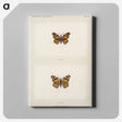 1-70_Moths-and-Butterflies-of-the-United-States_canvas