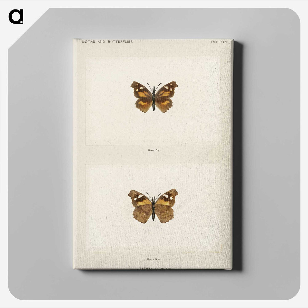 1-70_Moths-and-Butterflies-of-the-United-States_canvas