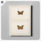 1-70_Moths-and-Butterflies-of-the-United-States_canvas
