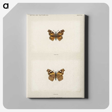 1-70_Moths-and-Butterflies-of-the-United-States_canvas