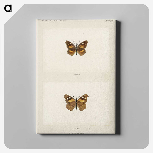 1-70_Moths-and-Butterflies-of-the-United-States_canvas
