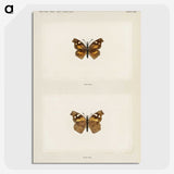 1-70_Moths-and-Butterflies-of-the-United-States_picture-crop