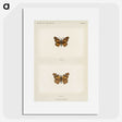 1-70_Moths-and-Butterflies-of-the-United-States_picture