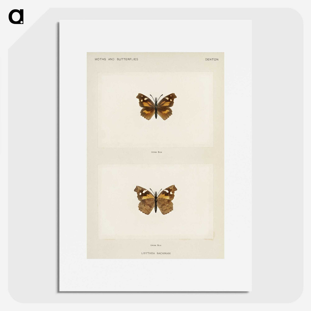 1-70_Moths-and-Butterflies-of-the-United-States_picture