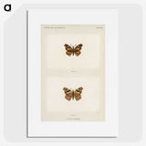 1-70_Moths-and-Butterflies-of-the-United-States_picture