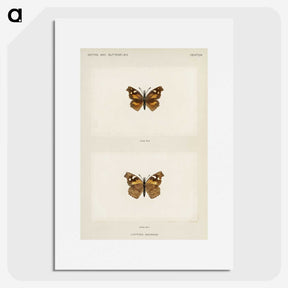 1-70_Moths-and-Butterflies-of-the-United-States_picture