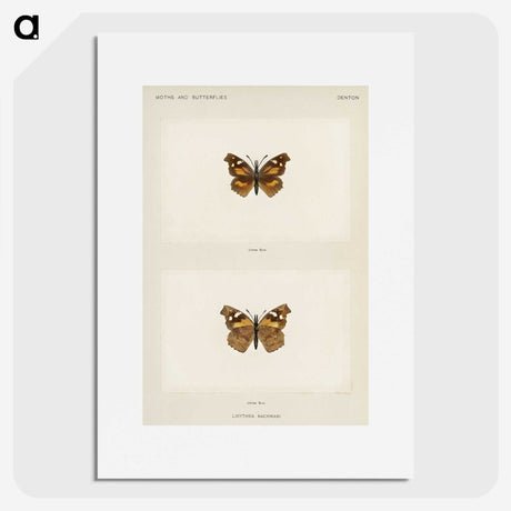 1-70_Moths-and-Butterflies-of-the-United-States_picture
