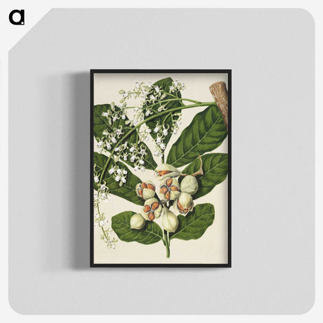 1-70_Native-Flowering-Plants-of-New-Zealand_blk-crop