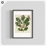 1-70_Native-Flowering-Plants-of-New-Zealand_blk