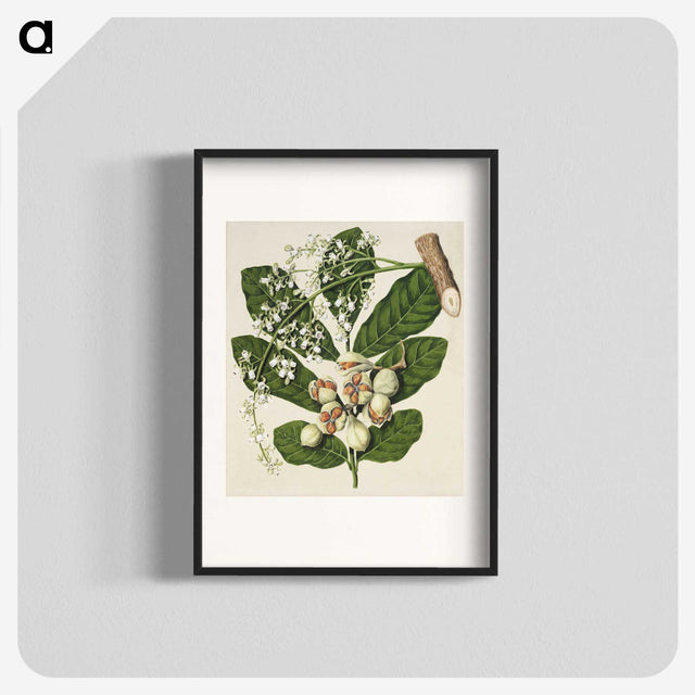 1-70_Native-Flowering-Plants-of-New-Zealand_blk