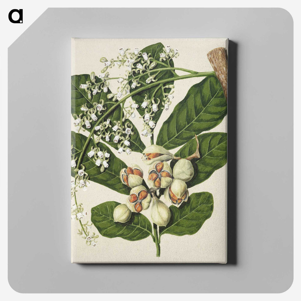 1-70_Native-Flowering-Plants-of-New-Zealand_canvas