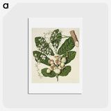 1-70_Native-Flowering-Plants-of-New-Zealand_hagaki