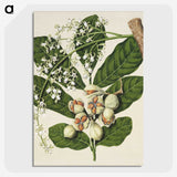 1-70_Native-Flowering-Plants-of-New-Zealand_picture-crop