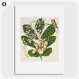 1-70_Native-Flowering-Plants-of-New-Zealand_picture