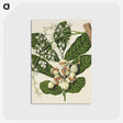 1-70_Native-Flowering-Plants-of-New-Zealand_postcard
