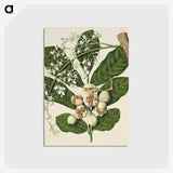 1-70_Native-Flowering-Plants-of-New-Zealand_postcard