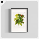 1-70_Nederlandsche-Flora-en-Pomona_blk