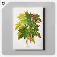 1-70_Nederlandsche-Flora-en-Pomona_canvas