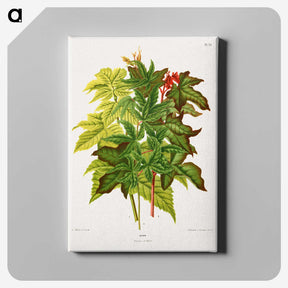1-70_Nederlandsche-Flora-en-Pomona_canvas