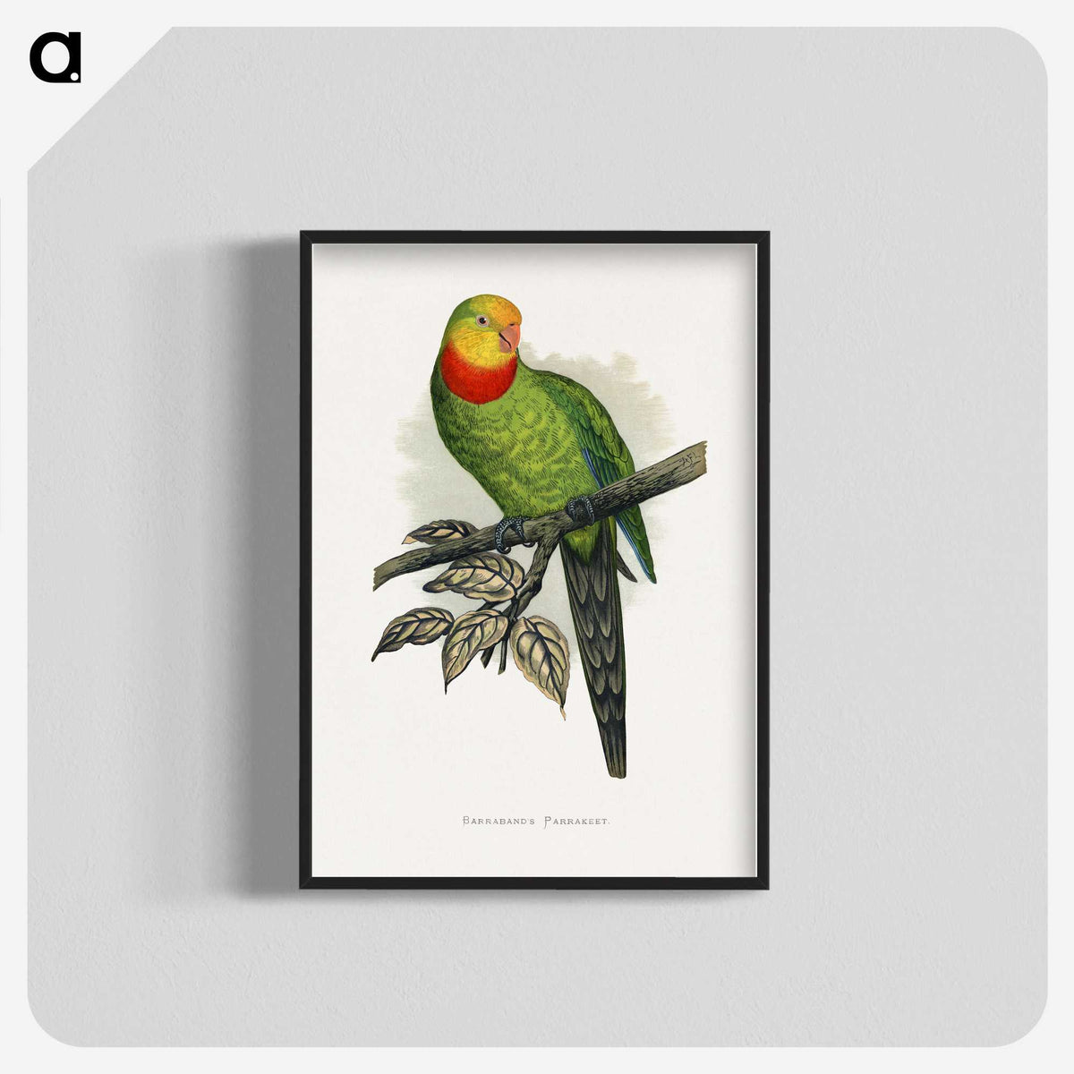 1-70_Parrots-in-Captivity_blk-crop