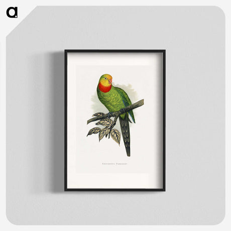 1-70_Parrots-in-Captivity_blk